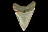 Fossil Megalodon Tooth - North Carolina #130037-1